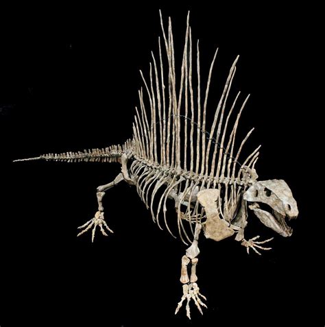 real dinosaur skeleton for sale.